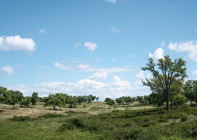Green Landscape