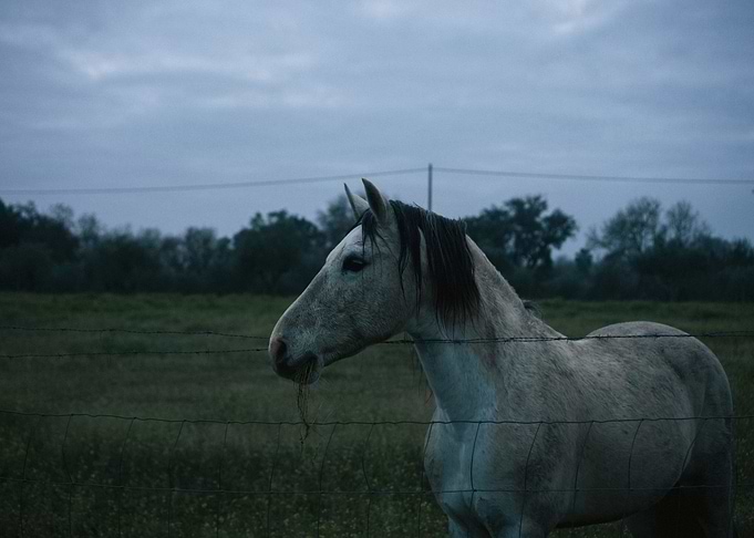 Horse in a Field