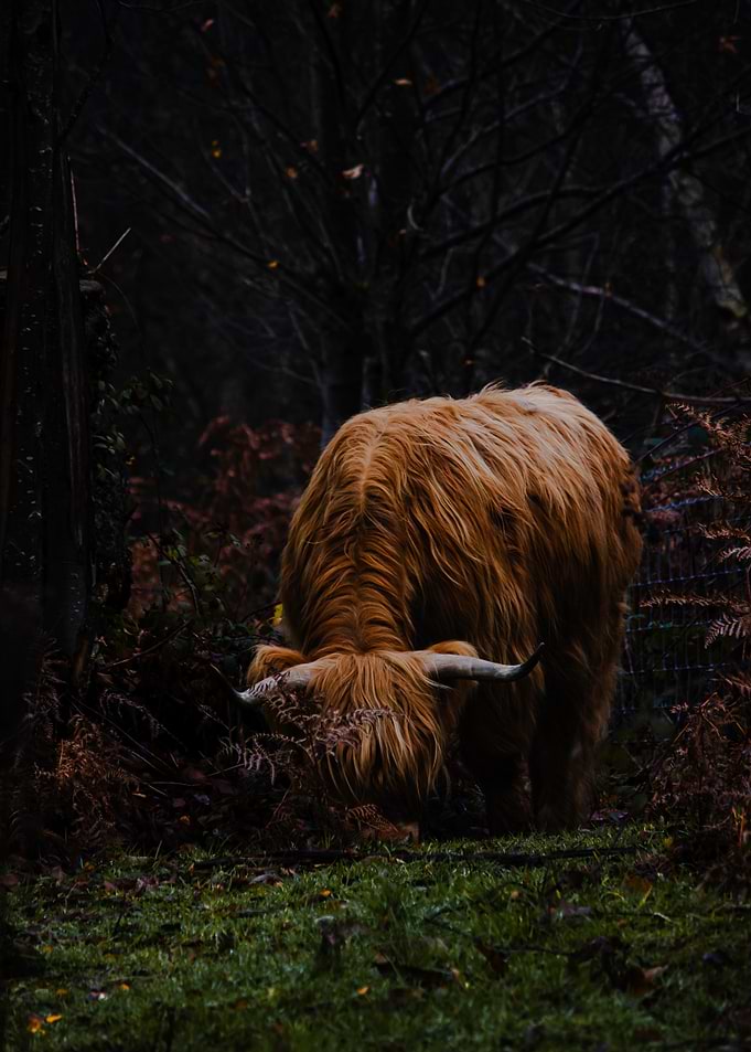 Highland Cow in Forest