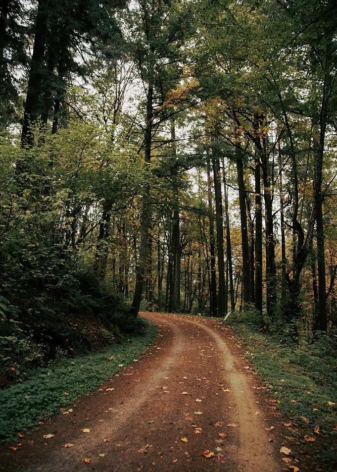 Forest Park