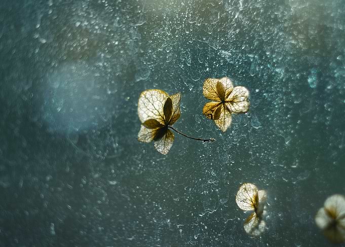Dried Flowers on Glass