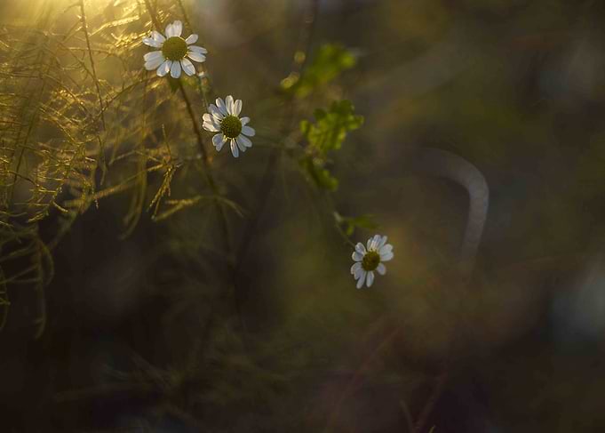 Daisies in Sunlight