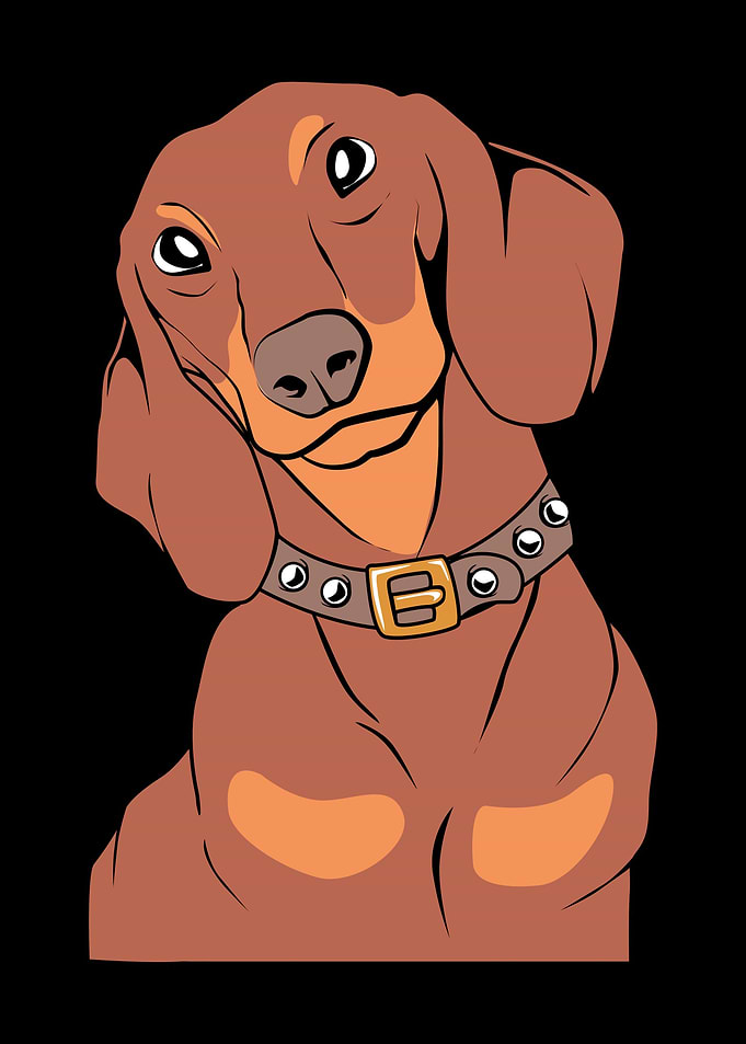 Dachshund Dog