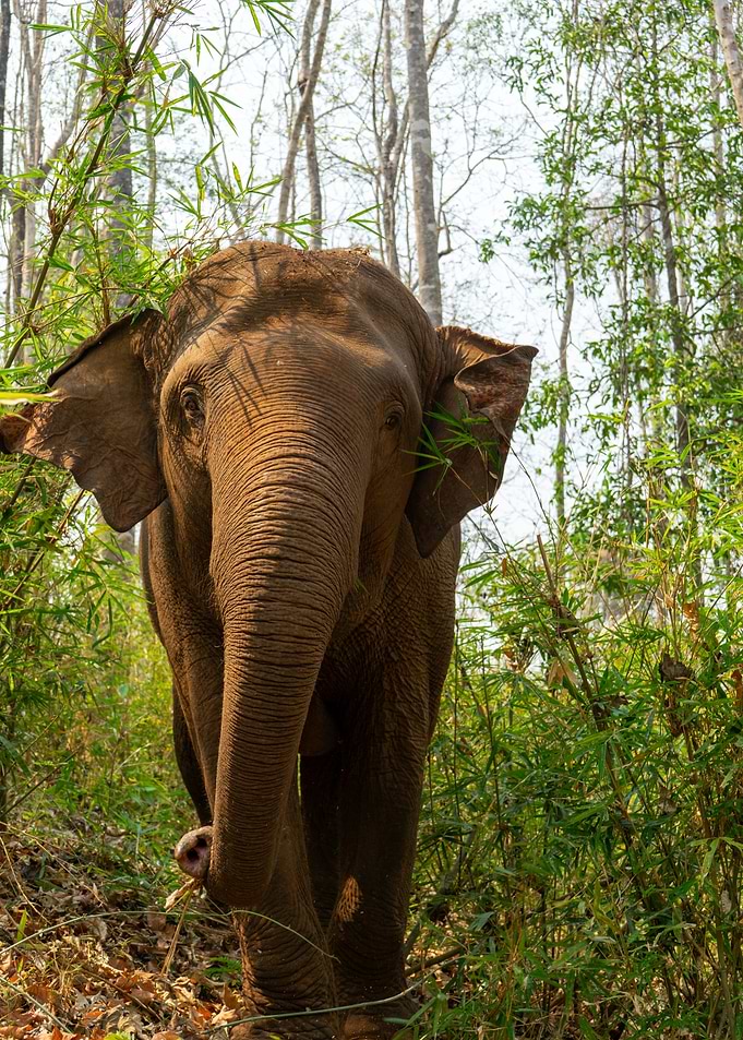 Elephant in Jungle
