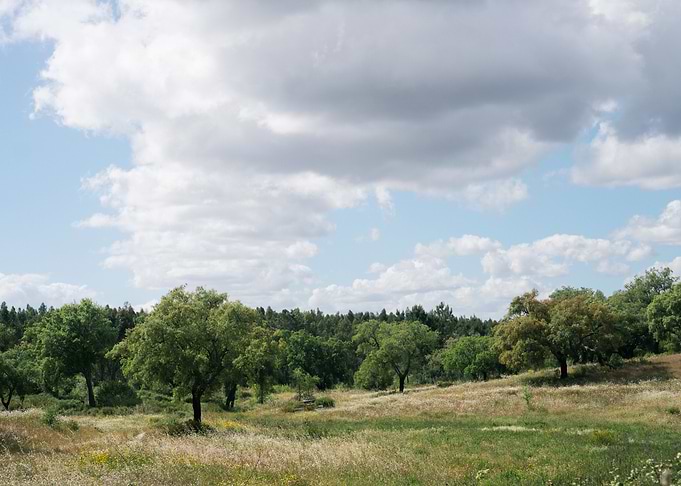 Green Meadow Landscape