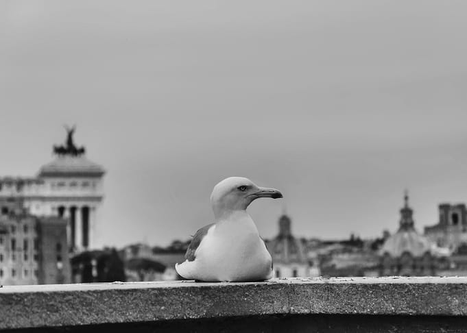 Seagull on Rooftop in Rome