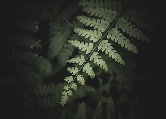 Fern Leaf in Shadow