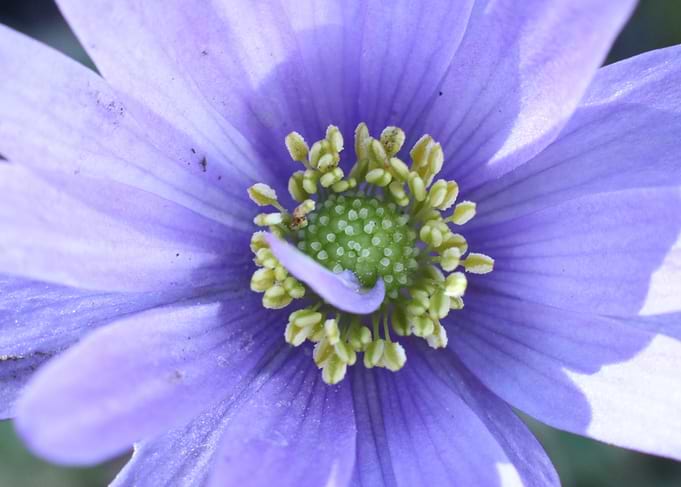 Purple Flower Close-Up