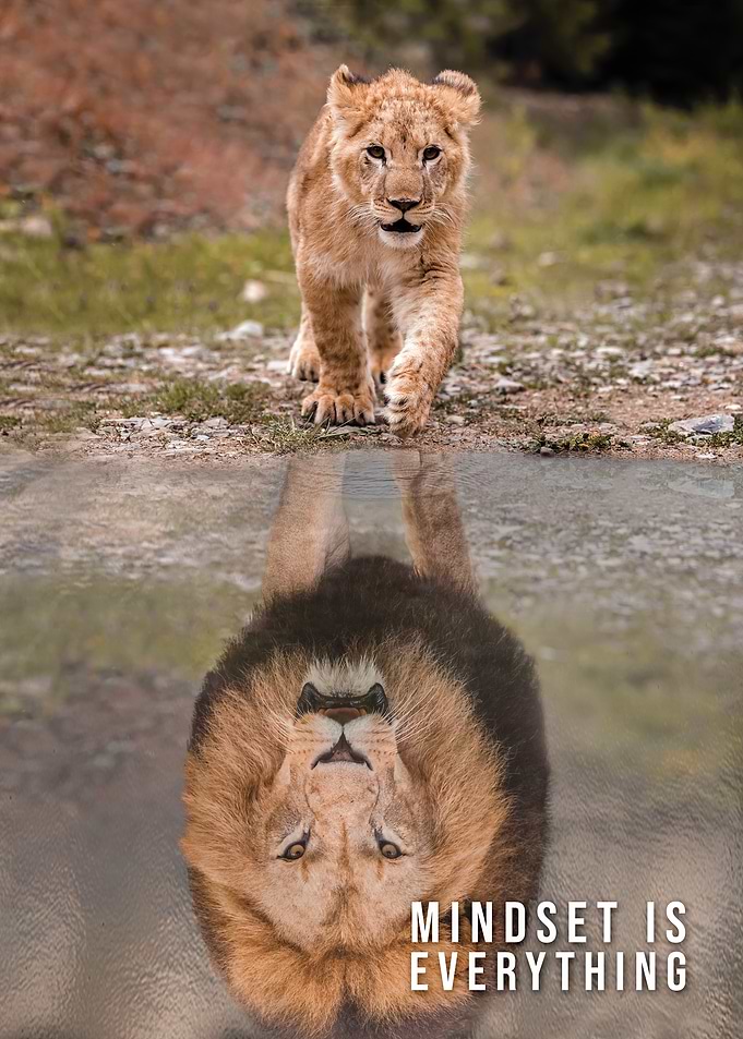 Lion Cub Reflection