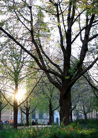 Sunlight Through Trees