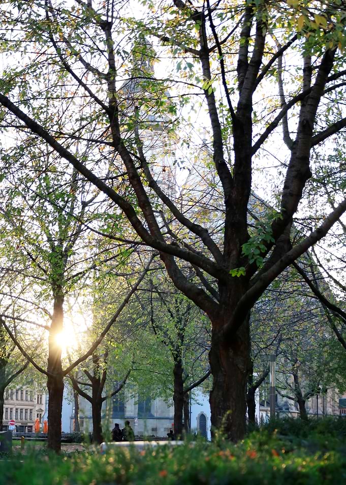Sunlight Through Trees