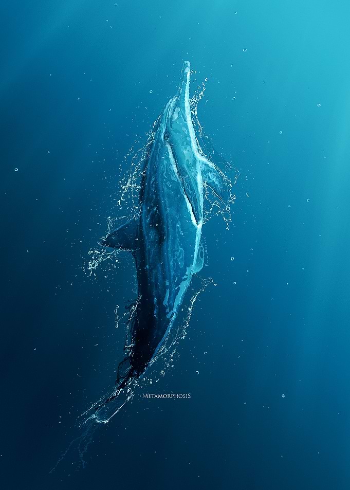 Dolphin Metamorphosis