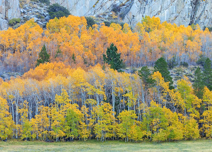 Autumn Forest Landscape