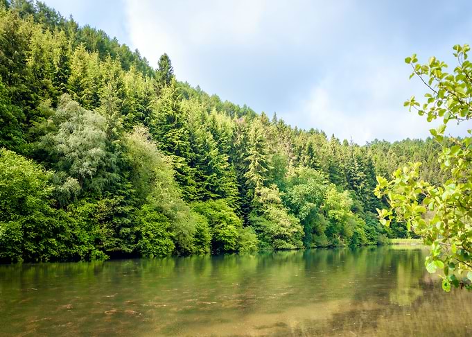 Forest Lake Serenity