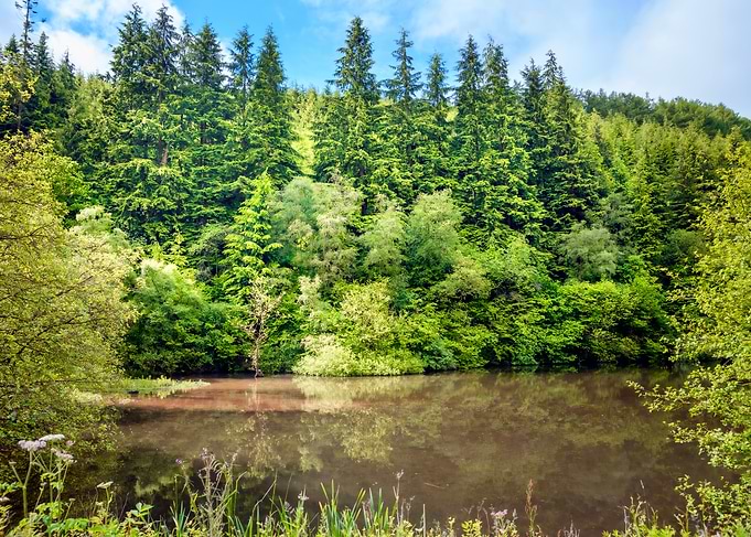 Forest Lake Reflection
