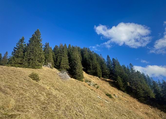 Pine Forest