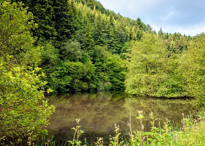 Forest Lake