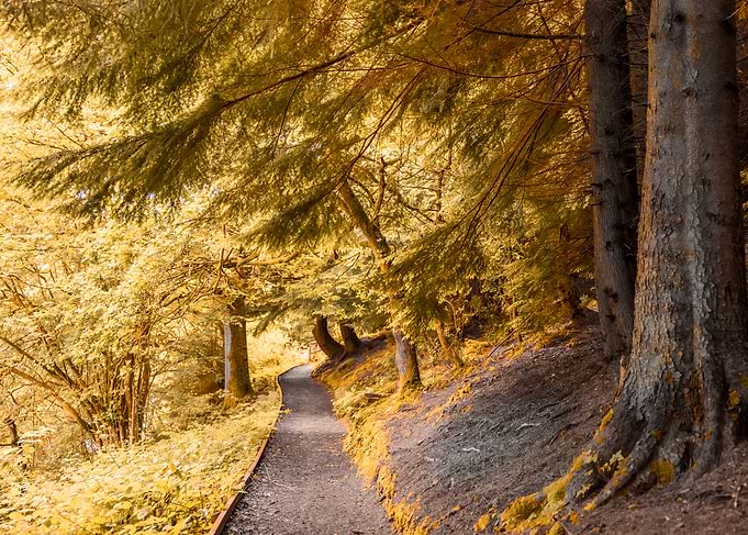 Forest Path in Autumn