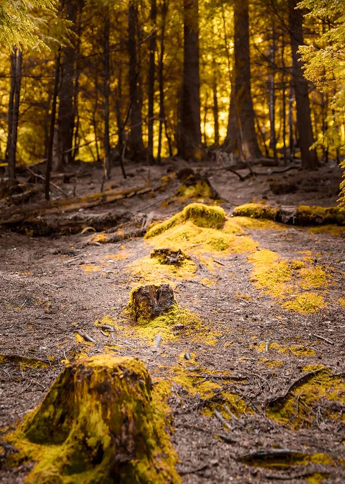 Tree Trunk Steps