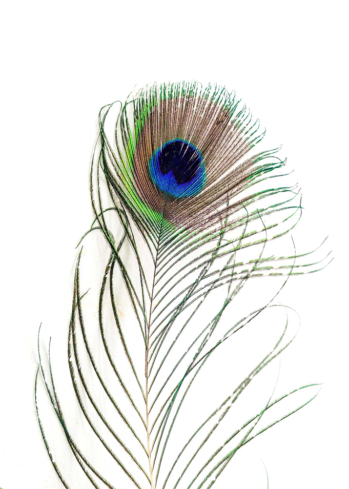 Peacock Feather Detail on white