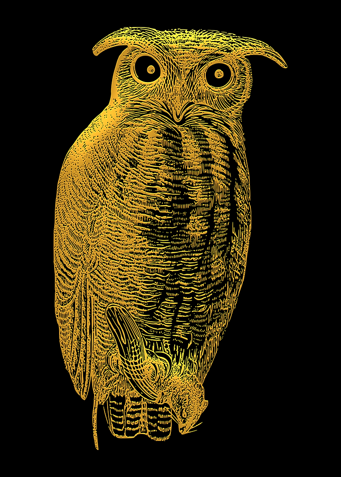 Golden Owl Illustration