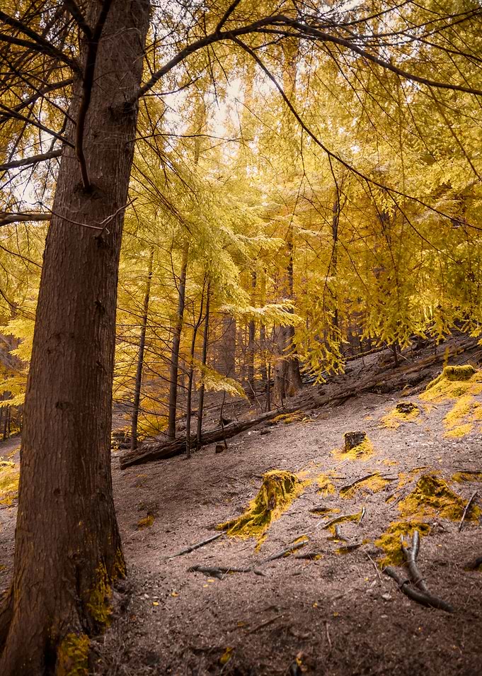Autumn Forest
