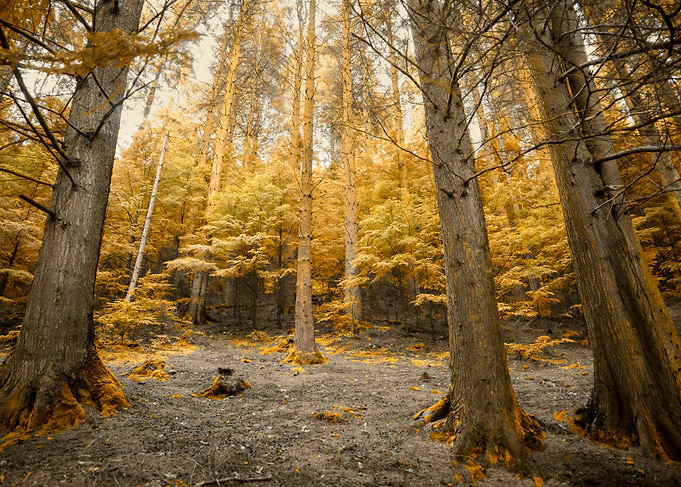 Dreamy Golden Forest