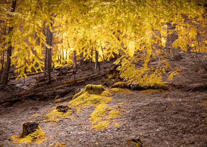 Golden Forest Colours