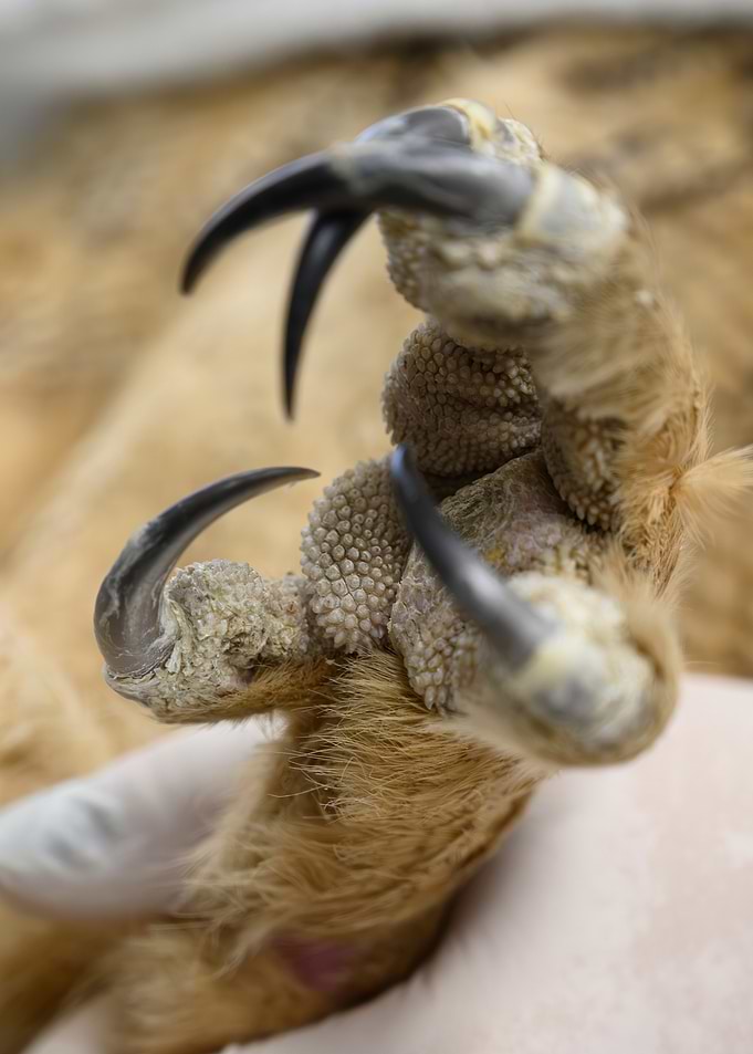 Sharp eagle-owl Bird Talons