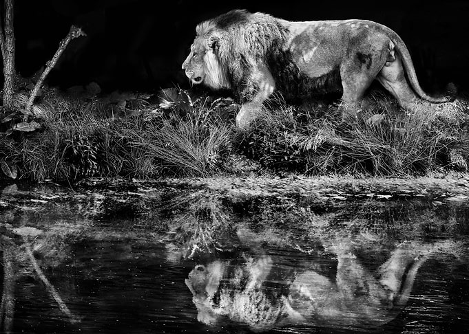 African Lion moving with Reflection