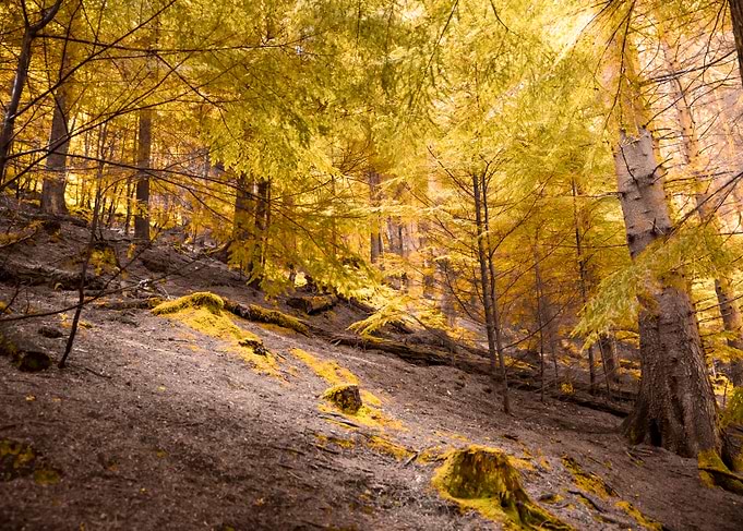 Forest Colors