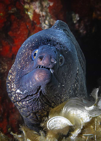 Moray Eel Close-Up