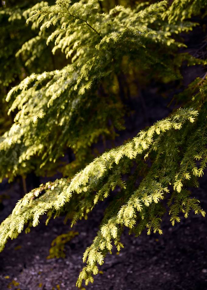 Pine Tree Abstract
