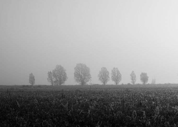 Misty Field with Trees