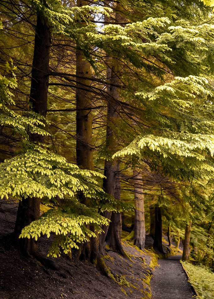 Pine Trees Path