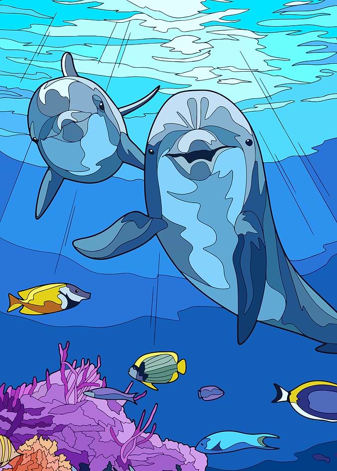 Love Dolphins