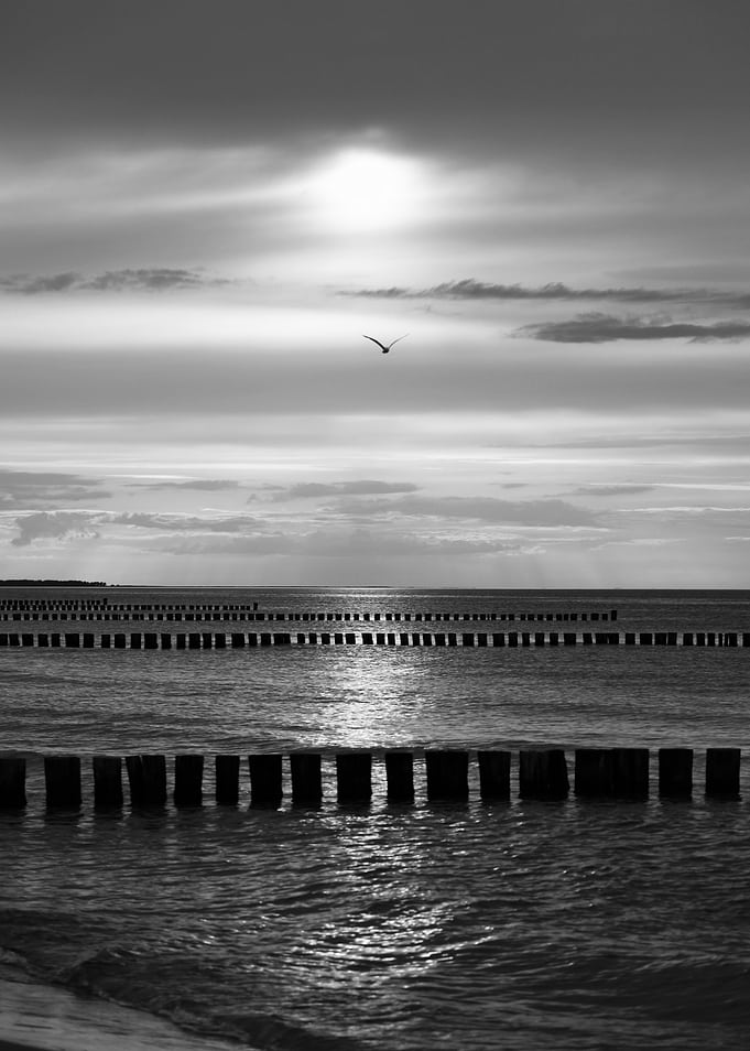 Seagull and Breakwater