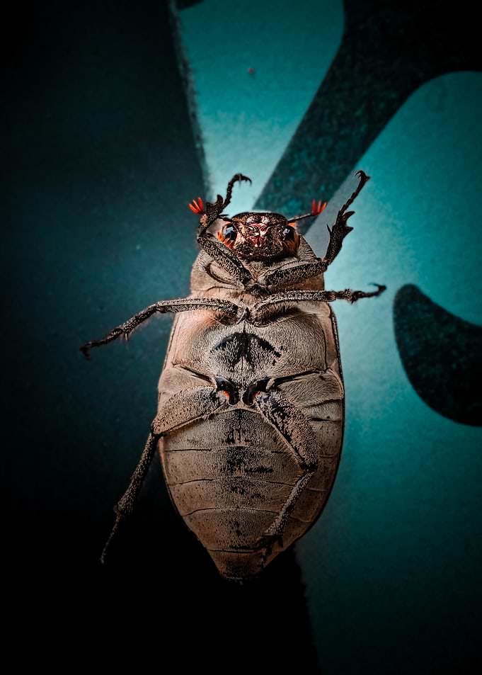 Close-up of a Beetle