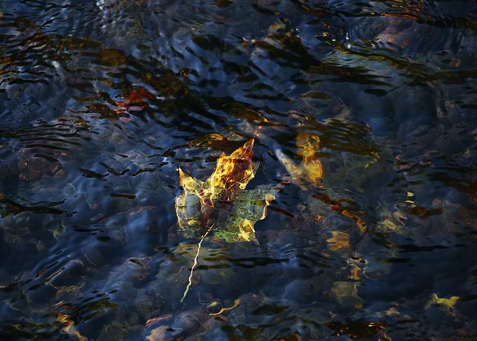 Fall / Autumn Leaf in Water - Beautiful HD Photography