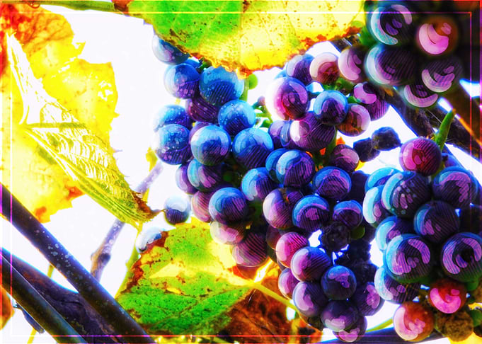 Grapevine Watercolor