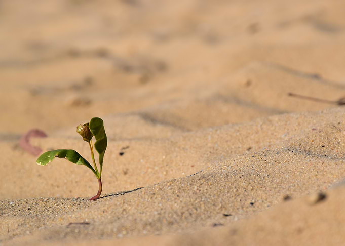 Small Plant in Sand
