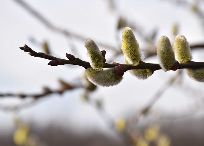 Willow Branch Spring Time