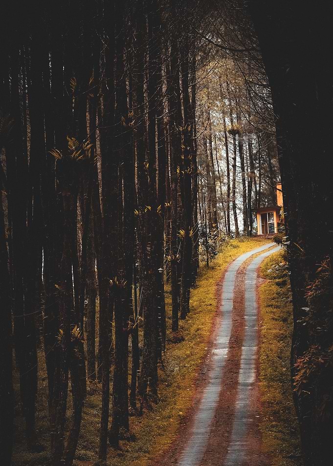 Forest Path to Cabin