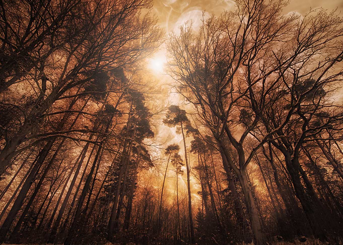 Sunlit Forest Canopy