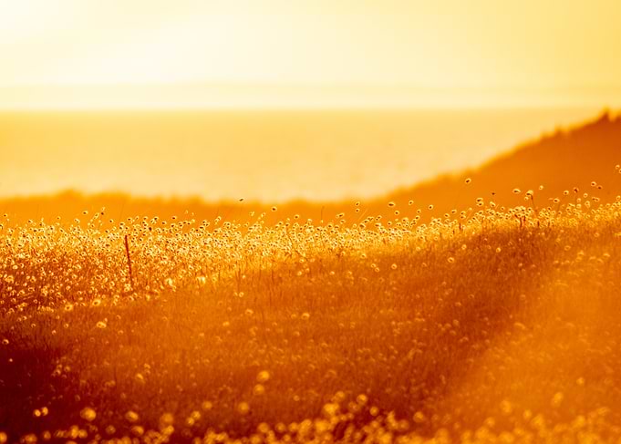 Golden Sunset Field