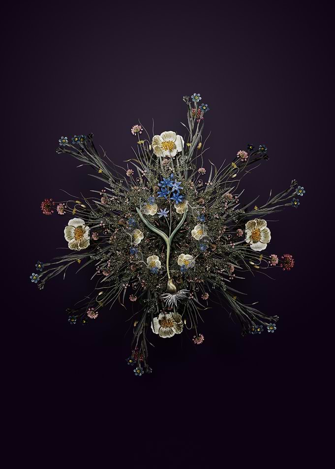 Alpine Squill Wreath Floral Mandala