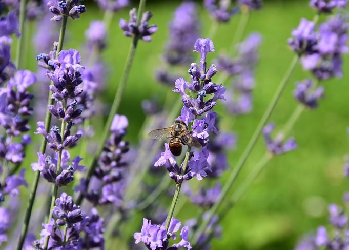 Bee on Lavender