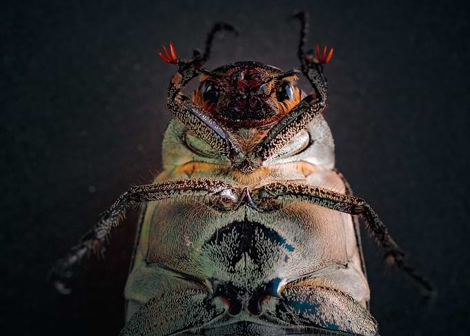 Close-up Beetle
