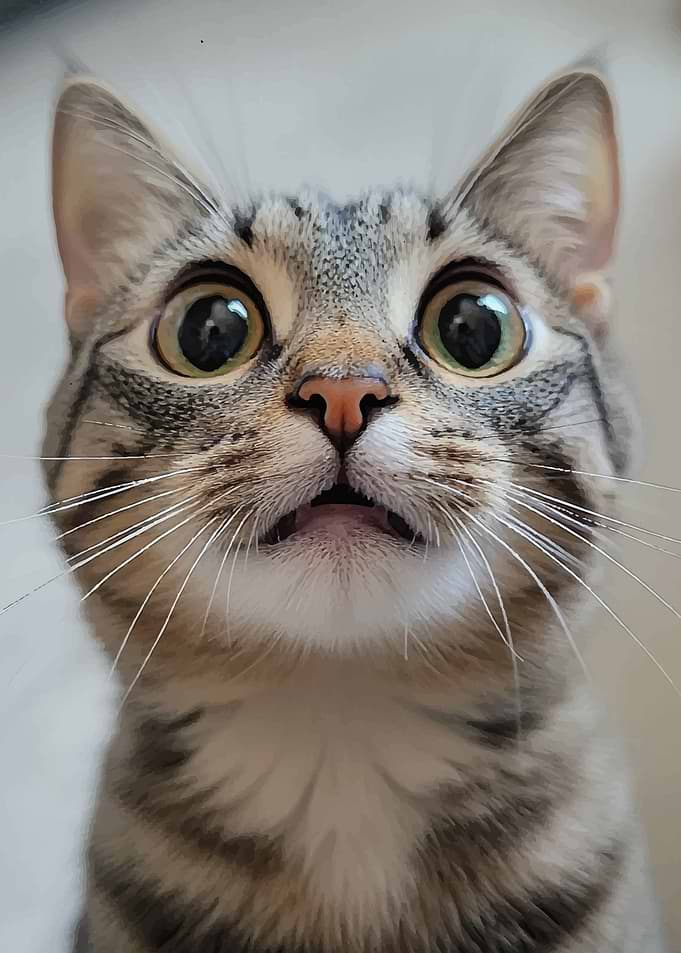 Surprised Tabby Cat
