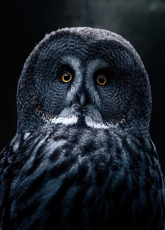 Grey bart Owl